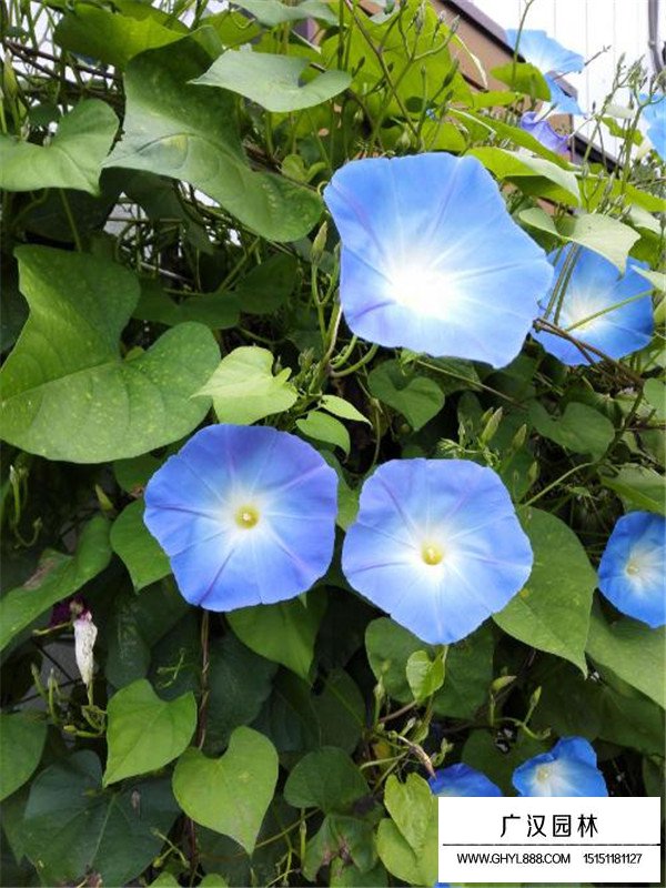 藍(lán)牽牛