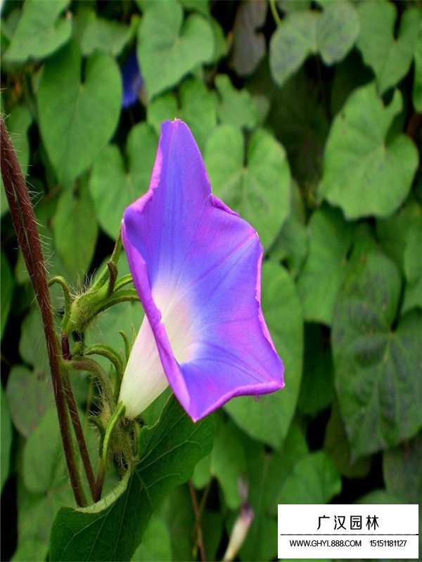藍(lán)牽牛