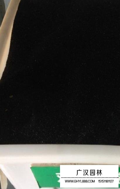 普通雞冠花種子