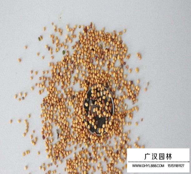 一年生虞美人種子