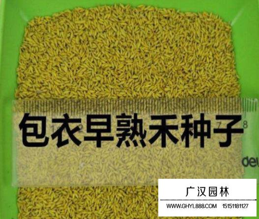 包衣早熟禾種子