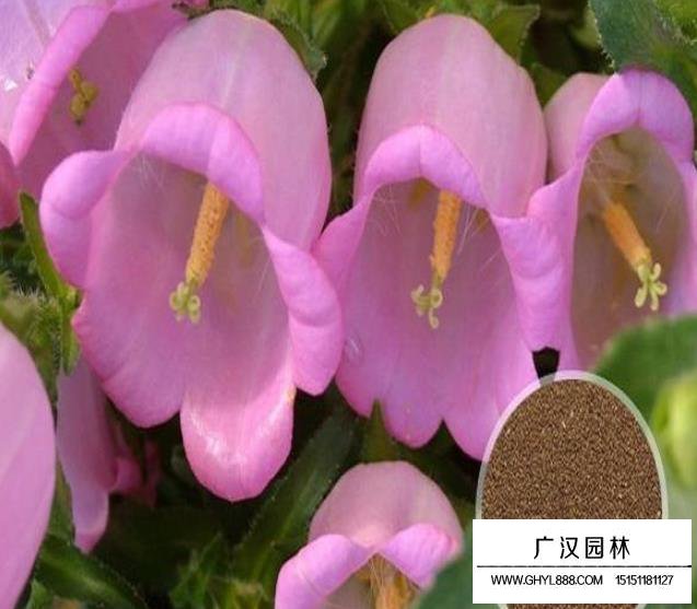 風(fēng)鈴花種子