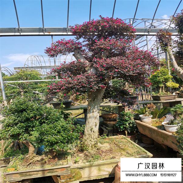 紅花繼木樁盆景