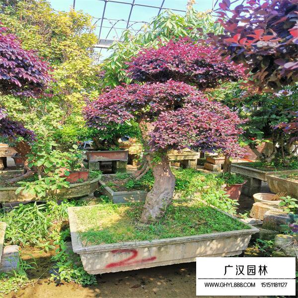 紅花繼木樁盆景