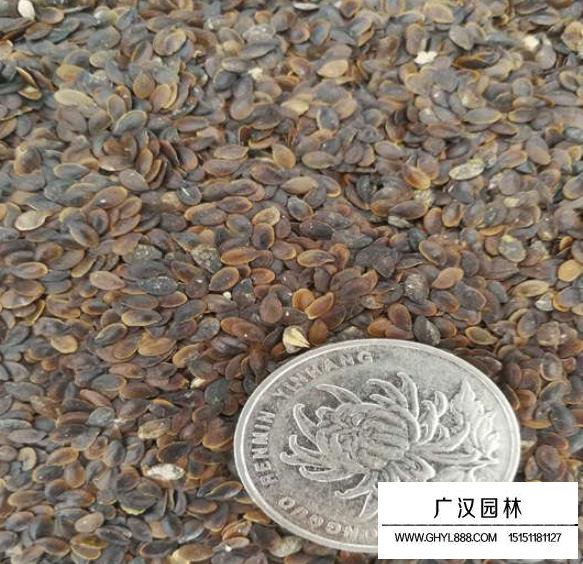 藍(lán)花亞麻種子