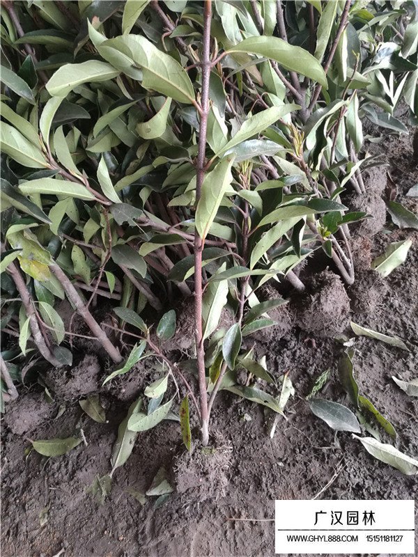法國(guó)冬青