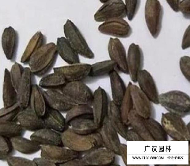 南非萬(wàn)壽菊種子