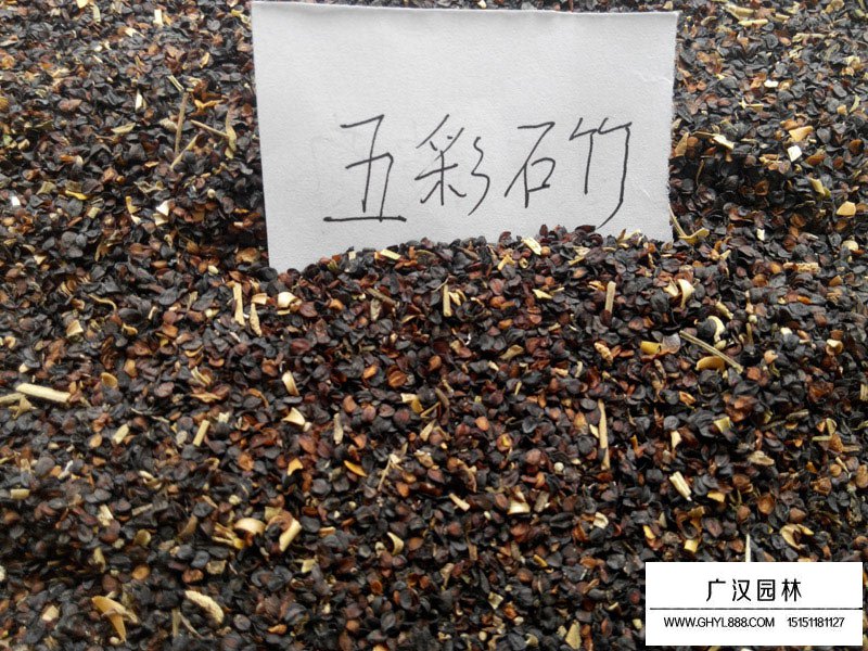五彩石竹種子