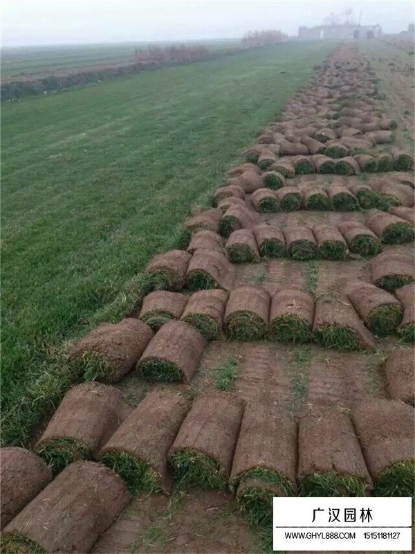 四季青草坪 四季青草坪