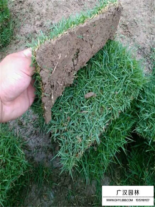 四季青草坪 四季青草坪