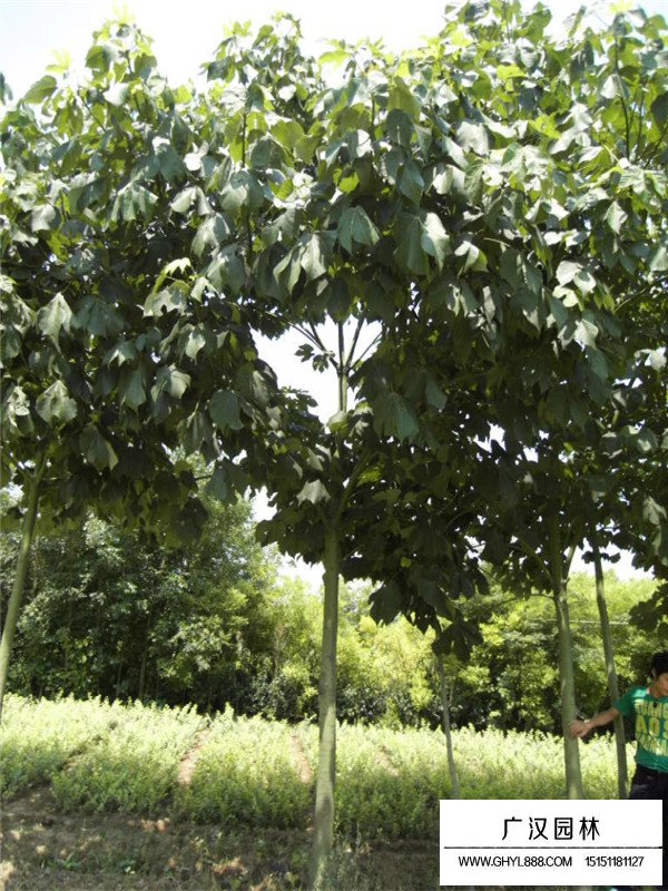 青桐樹