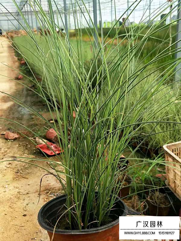 細(xì)葉芒草