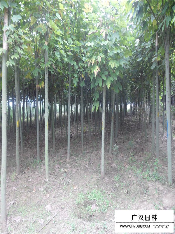 青桐樹