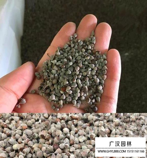 二色胡枝子種子