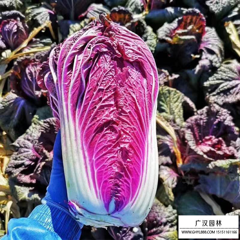 紫白菜種子