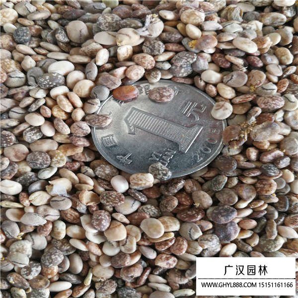 多年生魯冰花種子