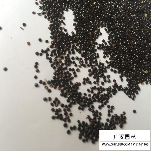 冠狀雞冠花種子