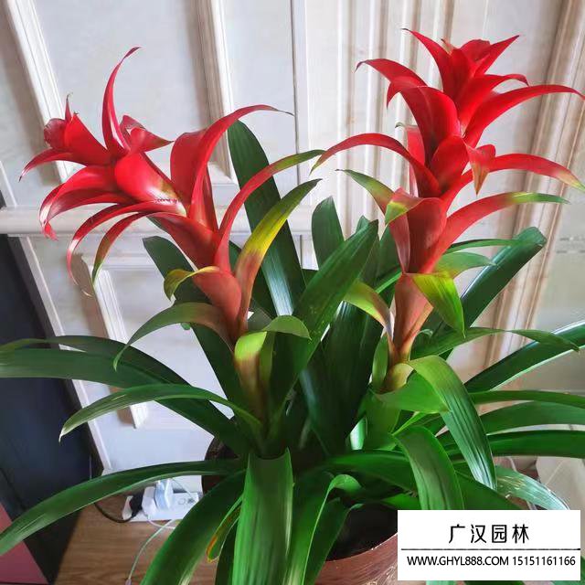 鴻運當(dāng)頭 鴻運當(dāng)頭