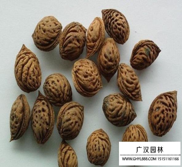 桃核種子