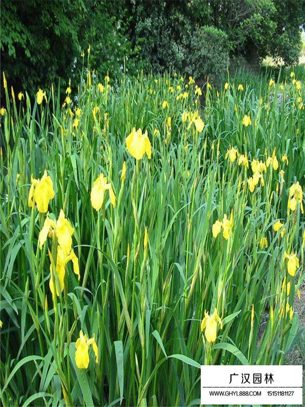 黃菖蒲