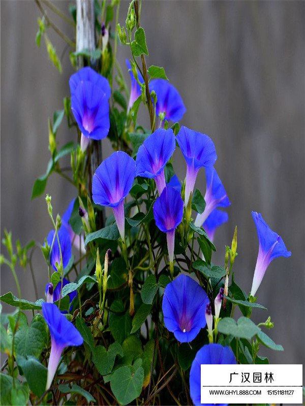 藍牽牛