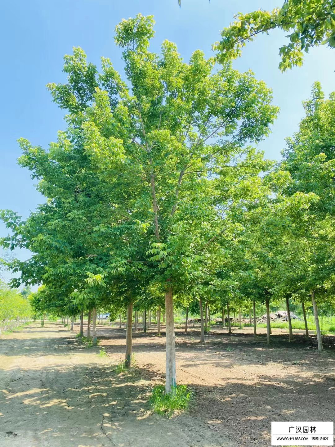 金葉復(fù)葉槭