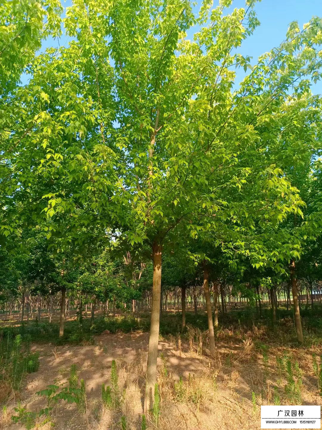 金葉復(fù)葉槭