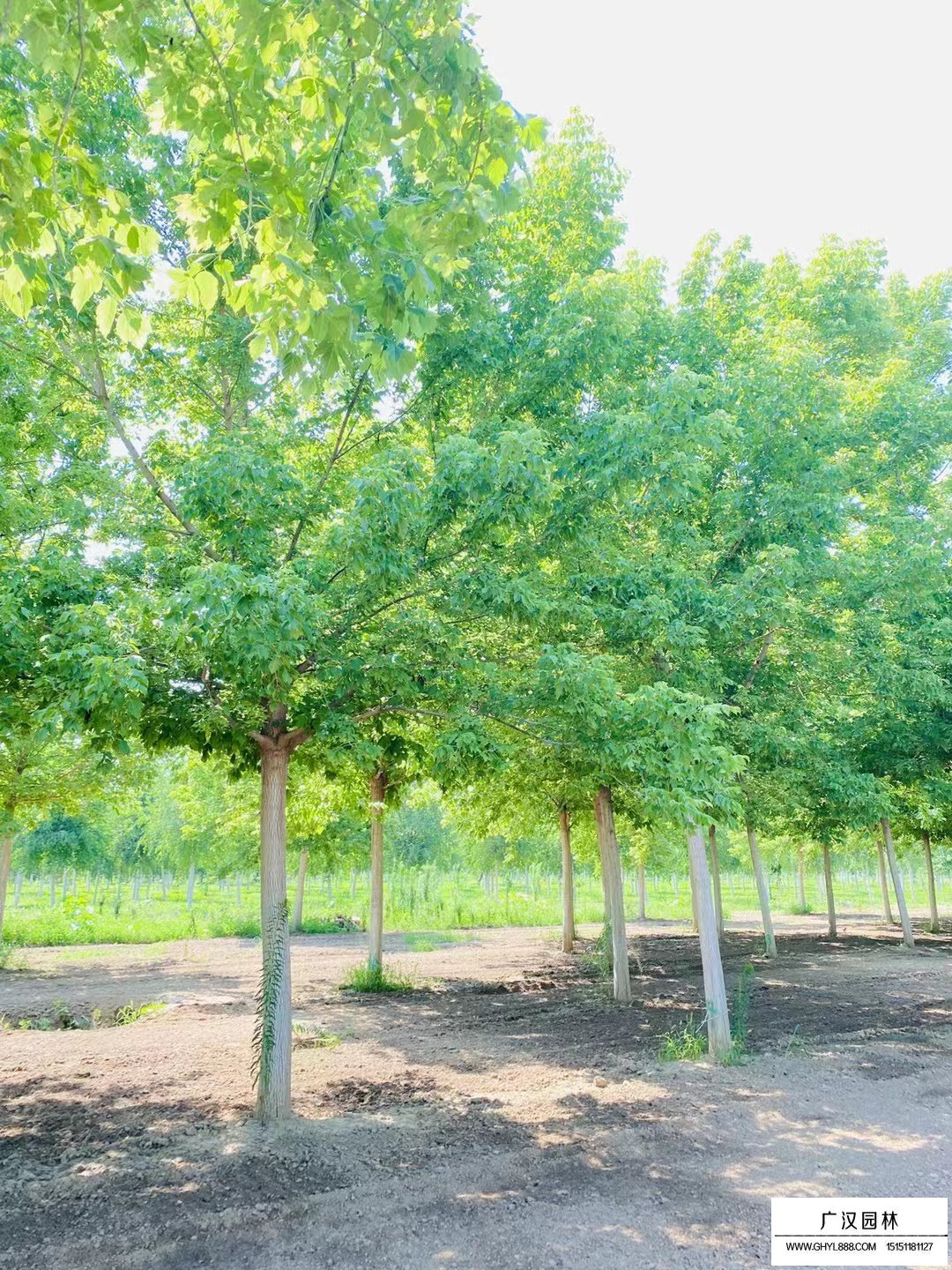 金葉復(fù)葉槭