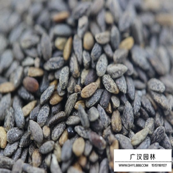 粉鄂鼠尾草種子