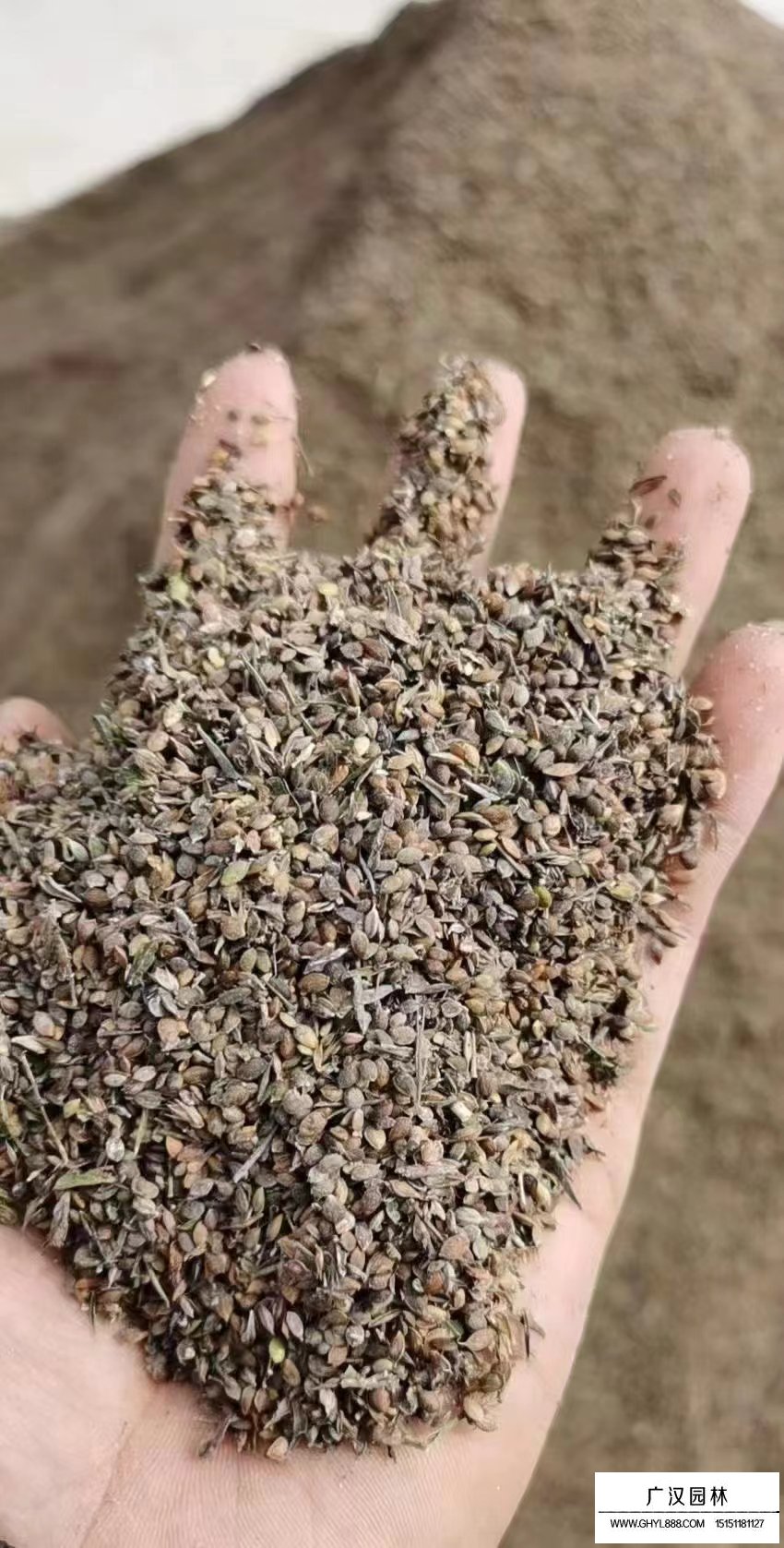 二色胡枝子種子