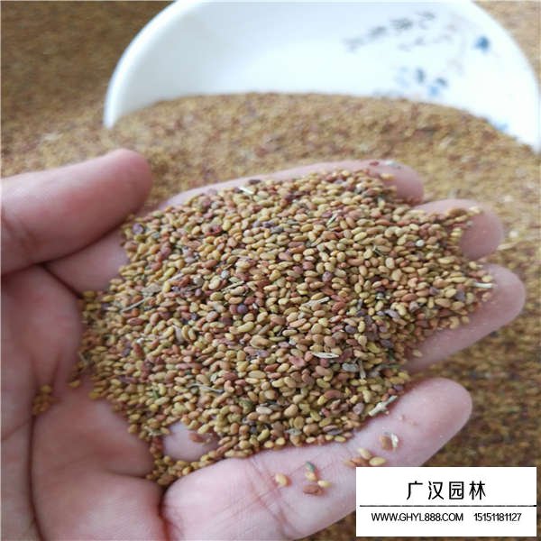 紫花苜蓿種子