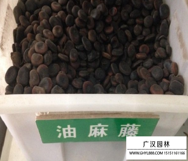 油麻藤種子