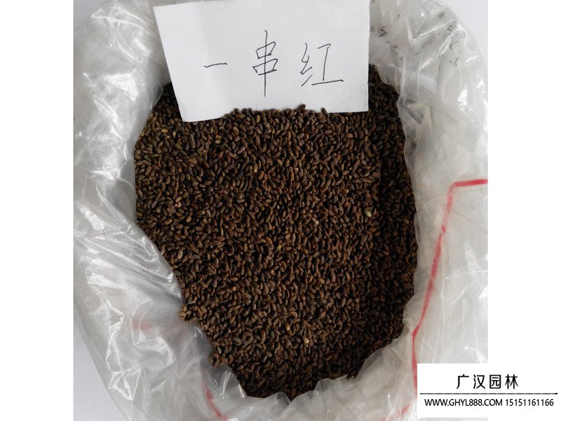 一串紅高桿種子