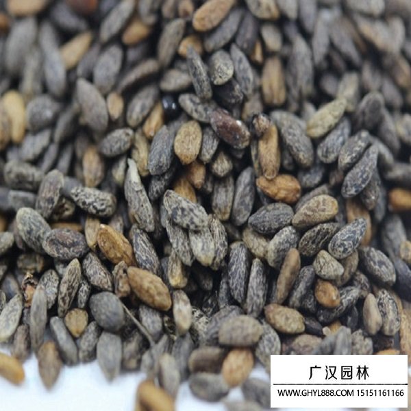 粉鄂鼠尾草種子