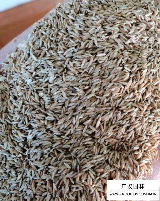 包衣早熟禾種子