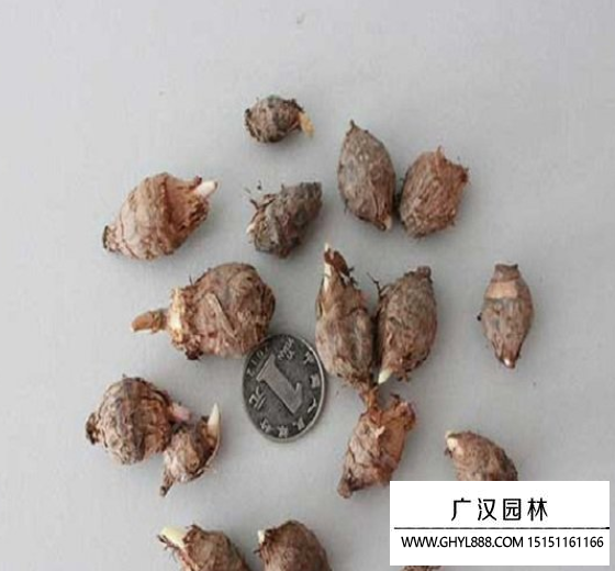 獨(dú)角蓮種子