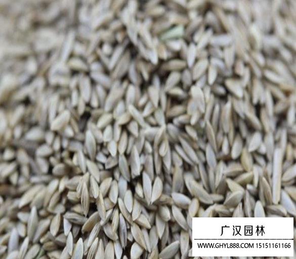 包衣去殼狗牙根