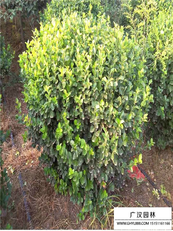 膠東衛(wèi)矛球