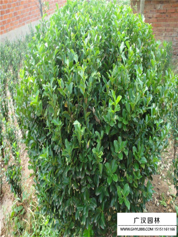 膠東衛(wèi)矛球