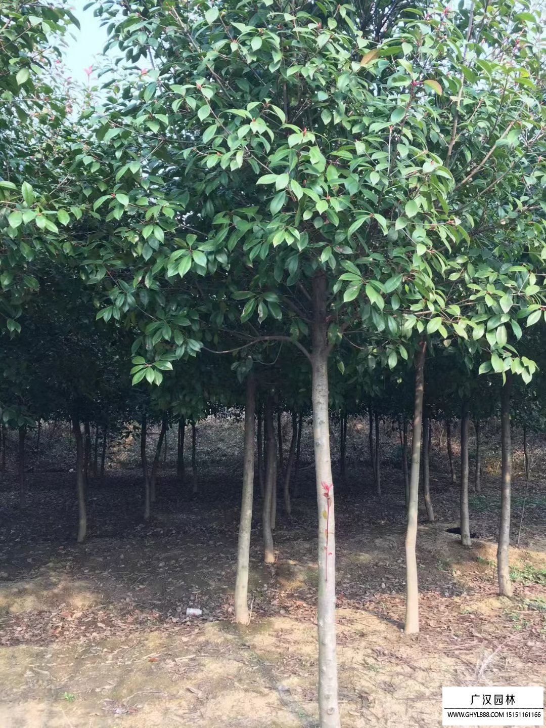 獨桿紅葉石楠樹