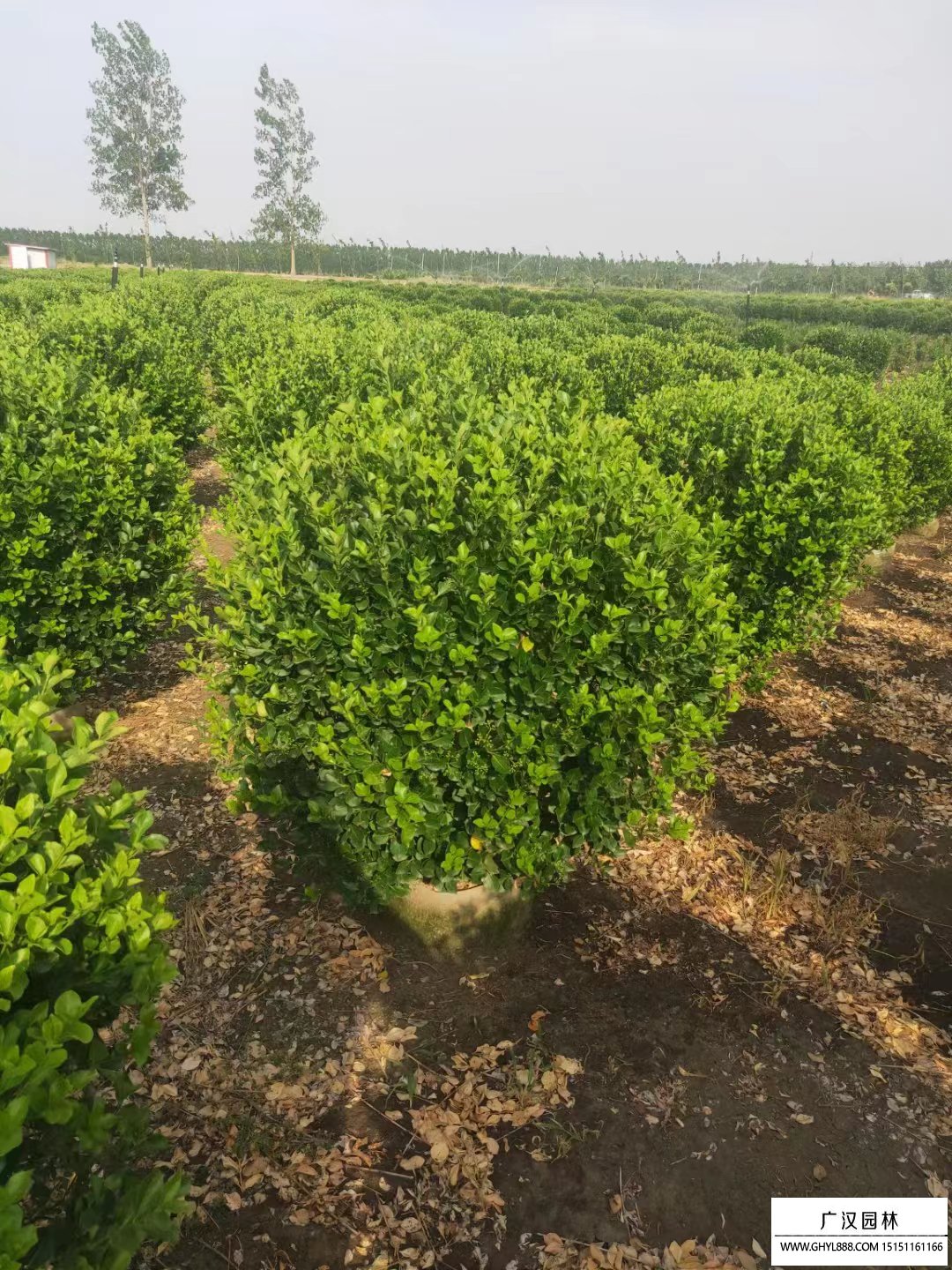 膠東衛(wèi)矛球