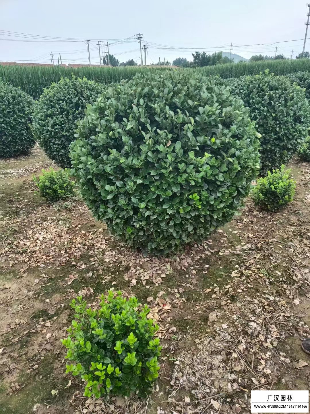 膠東衛(wèi)矛球