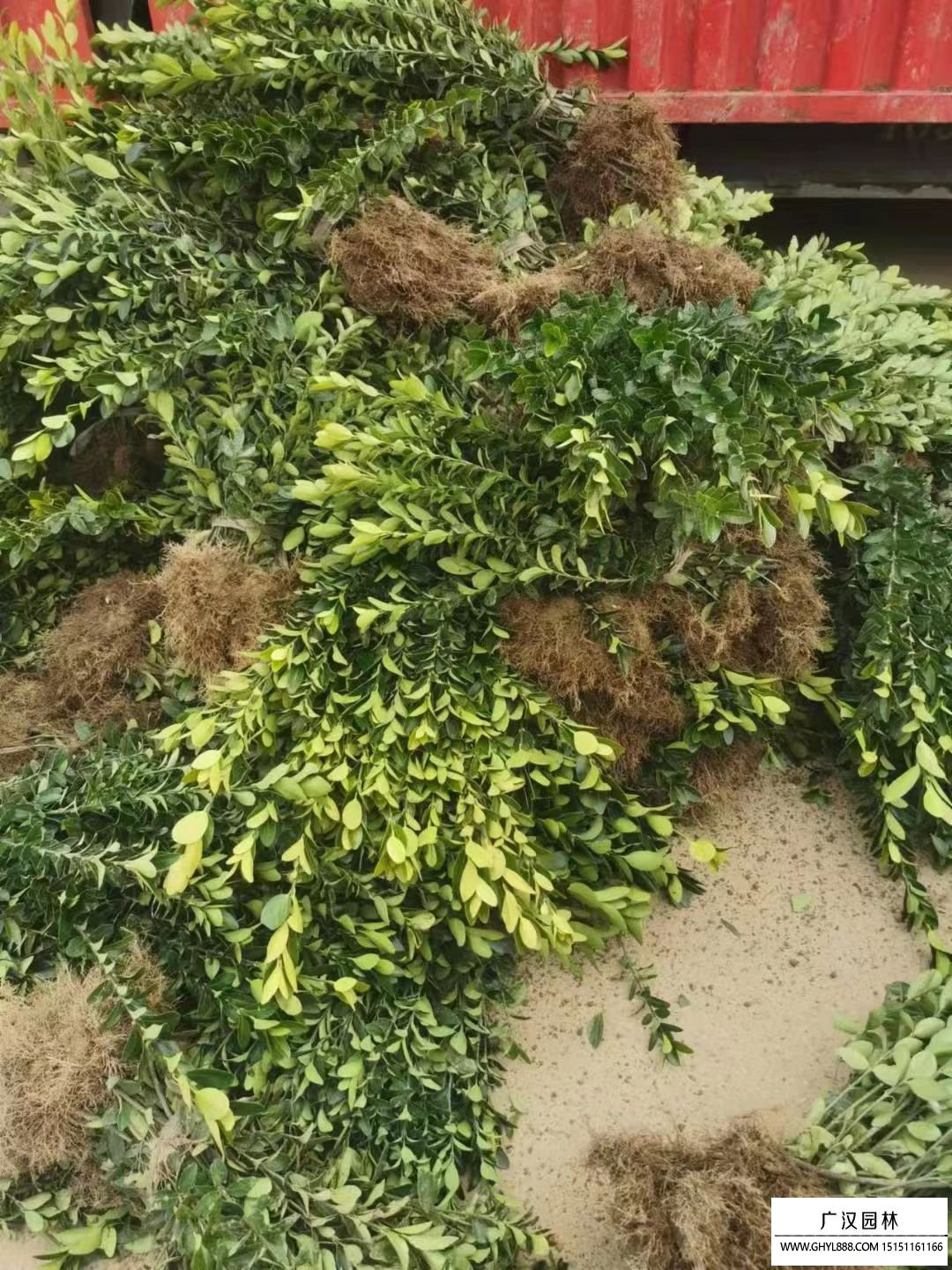 大葉黃楊 大葉黃楊