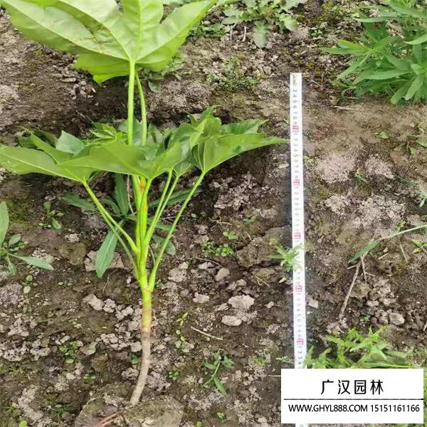 八角金盤 八角金盤