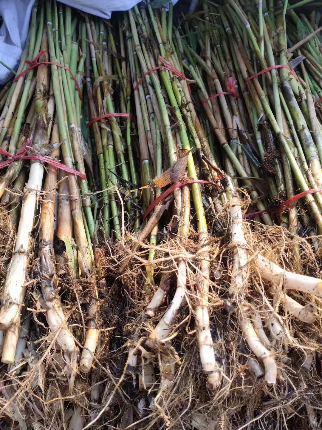 蘆葦苗 (3).jpg