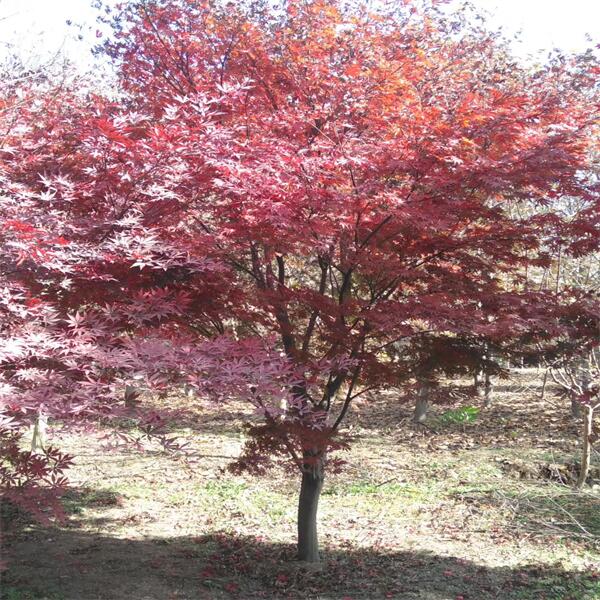 紅楓 (12).jpg 紅楓 (12).jpg