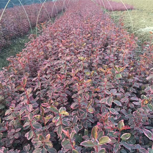 金邊衛(wèi)矛 (3).jpg