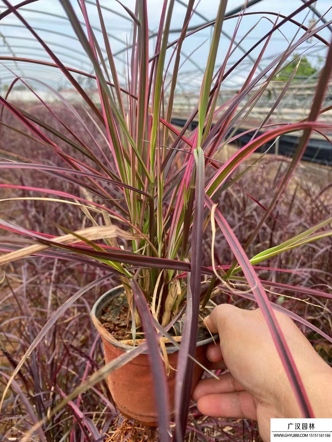 1620cfaa431f31a3eb736d92d855b15.jpg 1620cfaa431f31a3eb736d92d855b15.jpg