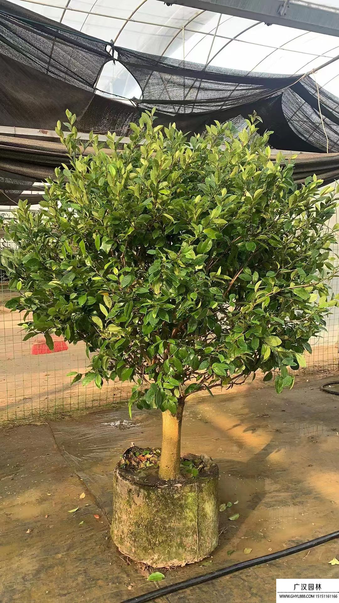 含笑花 (4).jpg 含笑花 (4).jpg