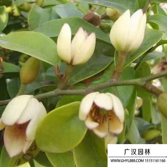 含笑花 (3).jpg 含笑花 (3).jpg